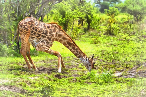 Żyrafa camelopardalis, Żyrafa w afrykańskiej sawannie Afryka Wschodnia Tanzania — Zdjęcie stockowe