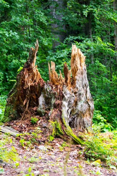 Vieux moignon fissuré dans la forêt sauvage — Photo