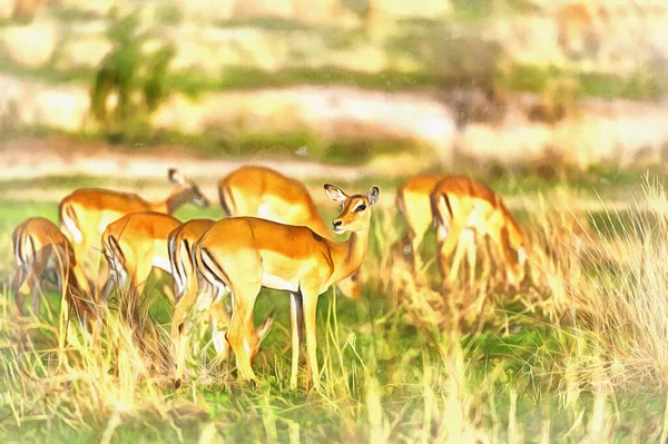 Impala, Aepyceros melampus w afrykańskiej sawannie Afryka Wschodnia Tanzania — Zdjęcie stockowe