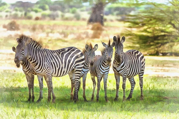 Zebra, Equs burchelli in African savanna東アフリカタンザニア — ストック写真