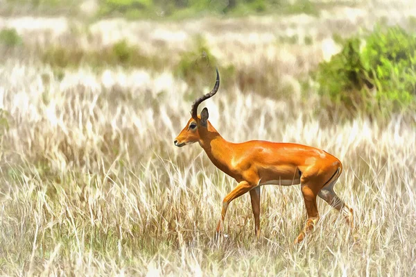 Impala, Aepyceros melampus en la sabana africana África Oriental Tanzania —  Fotos de Stock