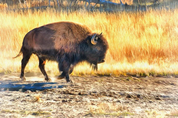 美国黄石公园的美洲野牛彩绘的画看起来就像一幅画. — 图库照片