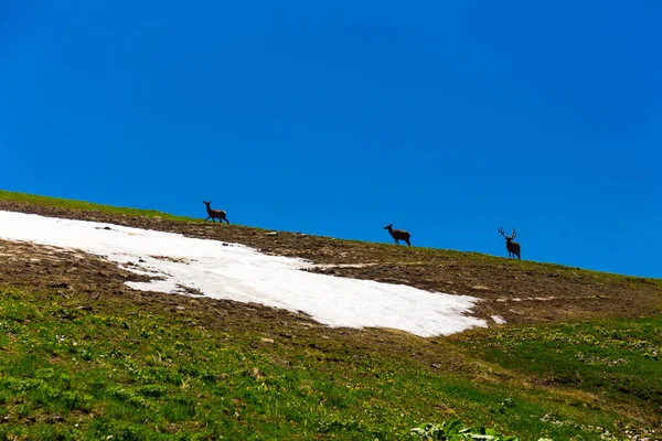Красивый горный пейзаж с дикими оленями в горах Кавказа. — стоковое фото