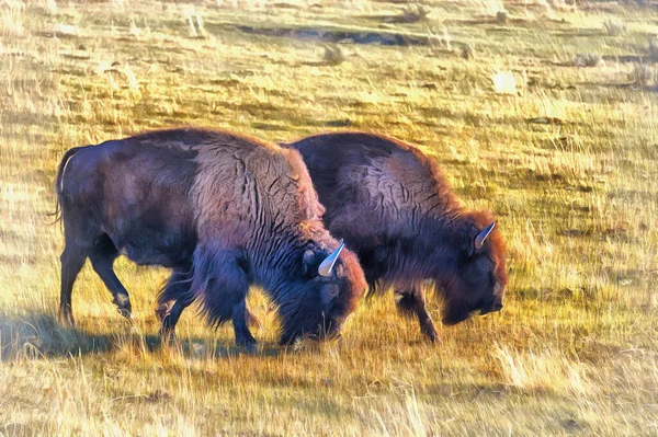 Pintura colorida americana do bisão olha como a imagem, parque nacional de Yellowstone, EUA. — Fotografia de Stock