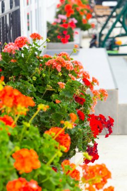 Güzel çiçekler bahçe dekorasyonu, güneşli bir gün sahnesi