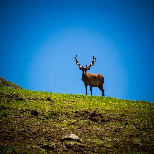 高加索高山上美丽的山景和野鹿. — 图库照片
