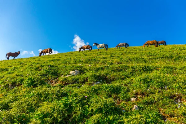 Кавказькі гори з кіньми. — стокове фото