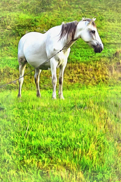 Pferd auf dem Feld Bunte Malerei sieht aus wie Bild. — Stockfoto