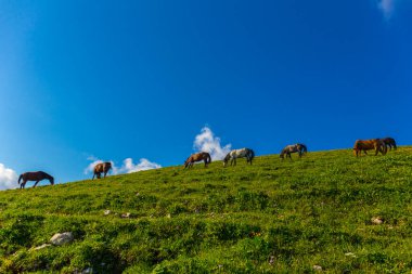 Kafkasya 'daki manzaralı dağ manzaralı atlar.