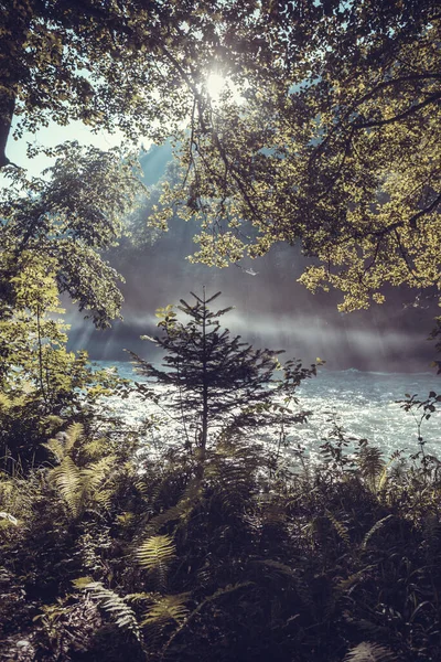 Bela manhã ensolarada na floresta com o rio.. — Fotografia de Stock