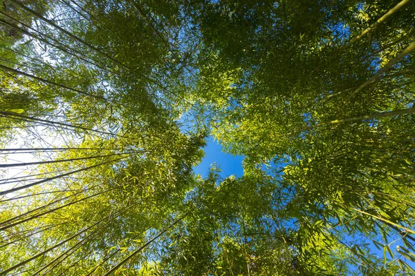 Die Bambusspitze der Bäume auf blauem Himmel und Sonnenhintergrund. — Stockfoto