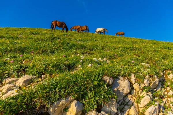 Кавказькі гори з кіньми. — стокове фото