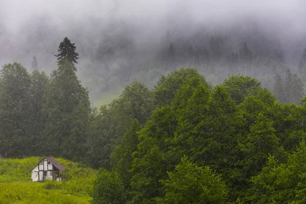 Сцена с хижиной в горном летнем лесу — стоковое фото