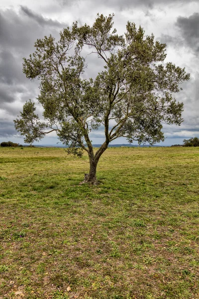 Scena z samotnym drzewem na polu — Zdjęcie stockowe