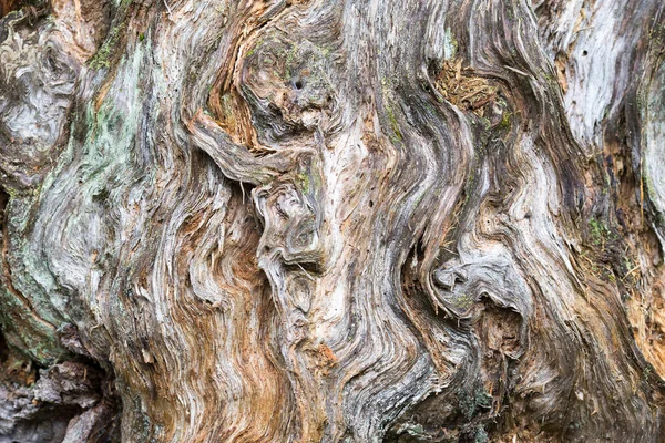Vieux moignon fissuré dans la forêt sauvage — Photo