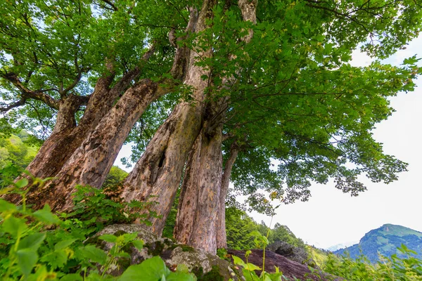 Красивая сцена в горах Кавказа с деревьями — стоковое фото