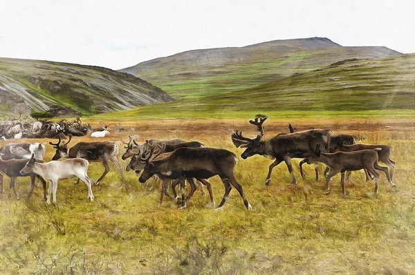 Кочівники - олені на Полярному Уралі. — стокове фото