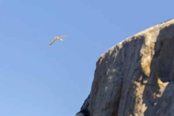 View on seagull flying near rock, Barents sea shoreline. — 图库照片