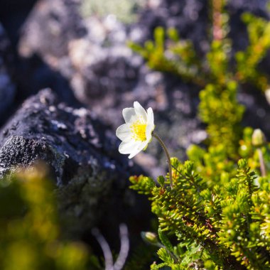 Kutup çiçekleri tundra manzarasını kapatır, Barents denizi.