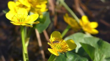 Kutup çiçekleri tundra görünümünü kapatır