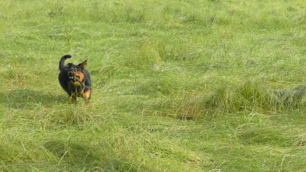 สุนัขตัวผู้ที่น่ารัก มีความสนุกสนานที่สนามหญ้า — วีดีโอสต็อก