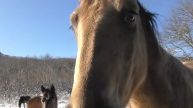 At sahnesi kameraya yakından bakıyor.