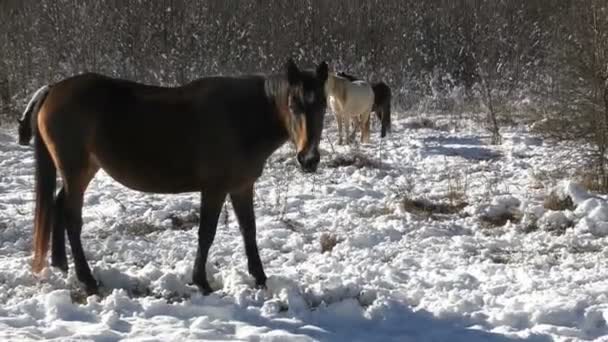 Escena con caballo mirando la cámara de cerca — Vídeo de stock