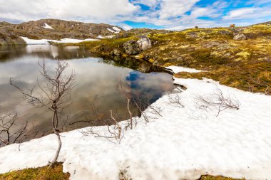 Barents sahil şeridinde güzel kutup yaz manzarası.