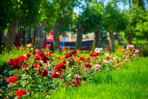 Lindas flores coloridas no parque vista de verão. — Fotografia de Stock