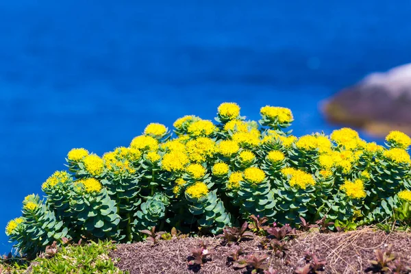 Fiori artici primo piano vista tundra, Mare di Barents. — Foto Stock