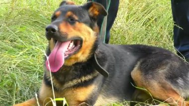 Yeşil çimen yaz tarlasında köpeğiyle bir adam.