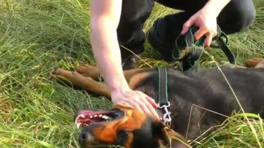 Yeşil çimen yaz tarlasında köpeğiyle bir adam.