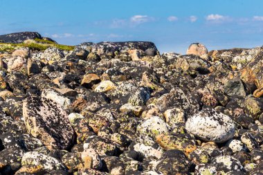 Barents sahil şeridine taşlarla bak