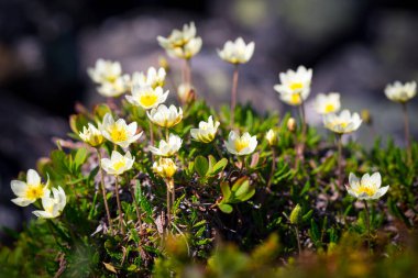 Kutup çiçekleri tundra manzarasını kapatır, Barents denizi.