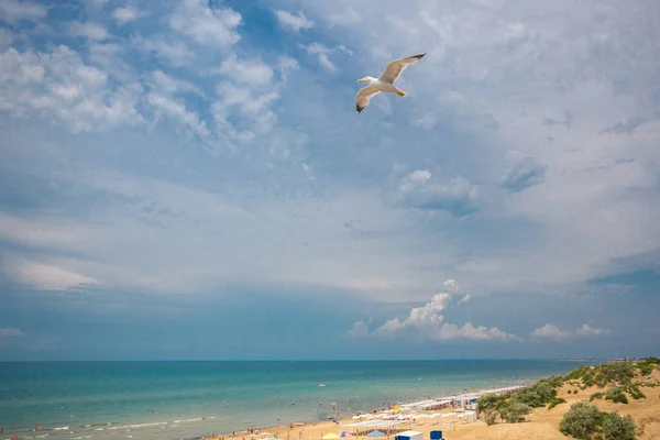 Красивый песчаный пляж с чайкой, Черное море, Анапа, Россия. — стоковое фото