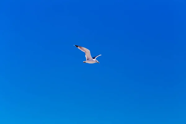 Racek letící na temně modré obloze — Stock fotografie