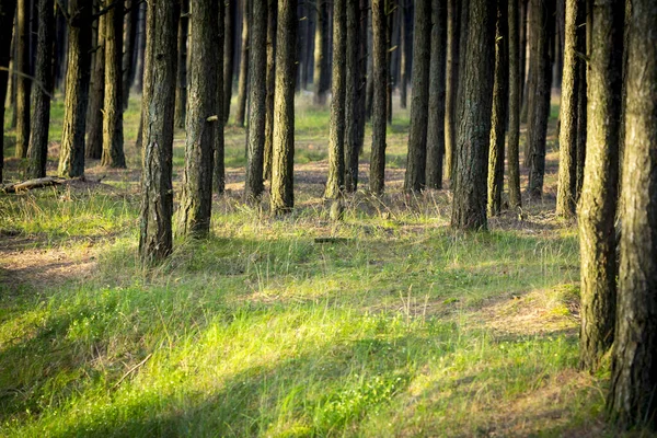 Troncos de pinheiro e grama verde na vista de verão da floresta — Fotografia de Stock