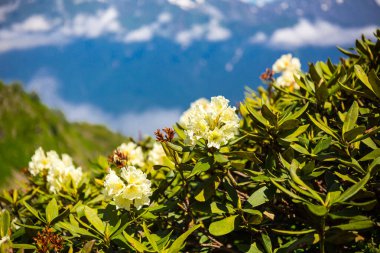 Rhododendron Kafkasyumu Güzel yakın görüş, Kafkasya dağları.