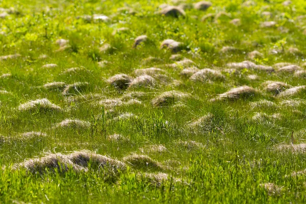 Pohled na zelené travnaté pole s pahorky. — Stock fotografie