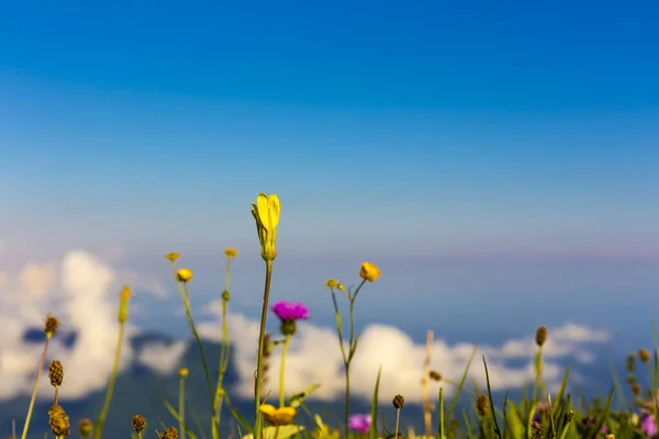 Hermosas flores en paisaje paisaje paisaje de montaña fondo — Foto de Stock