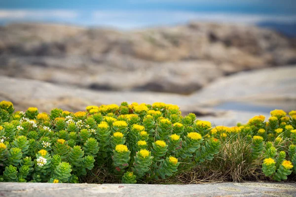 Rhodiola rosea fiore artico vista da vicino — Foto Stock