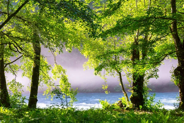 Bela manhã ensolarada na floresta com o rio — Fotografia de Stock