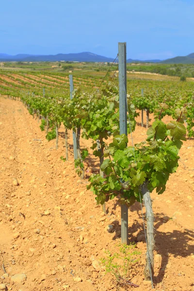 Viñedo, Cataluña, España — Foto de Stock