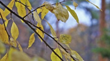 Yağmur sonbahar altında sarı yaprakları ile ağaç düşmek