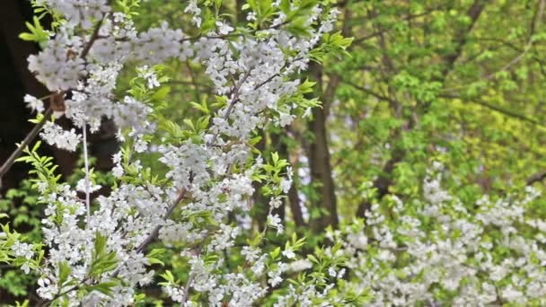 Cherry tree blooming garden flower park spring — Stock Video