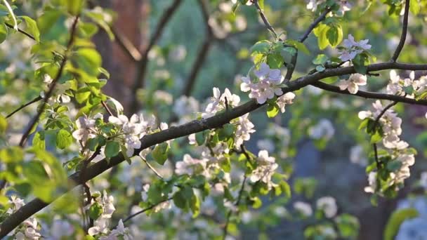Cherry tree blooming garden flower park spring — Stock Video