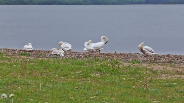 Πούπουλο πουλιών όχθη ποταμού νερό αγροτικής στοίβα υδρόβιων πτηνών — Αρχείο Βίντεο