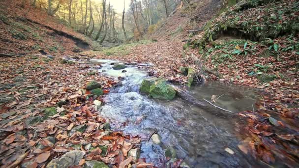 River in Caucasus mountains forest, near lake Ritsa, Abkhazia, Georgia — Stock Video