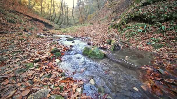 Fiume nella foresta montuosa del Caucaso, vicino al lago Ritsa, Abkhazia, Georgia — Video Stock