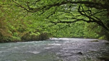 Kafkas Dağları orman, çevre göl Ritsa, Abhazya, Gürcistan nehirde